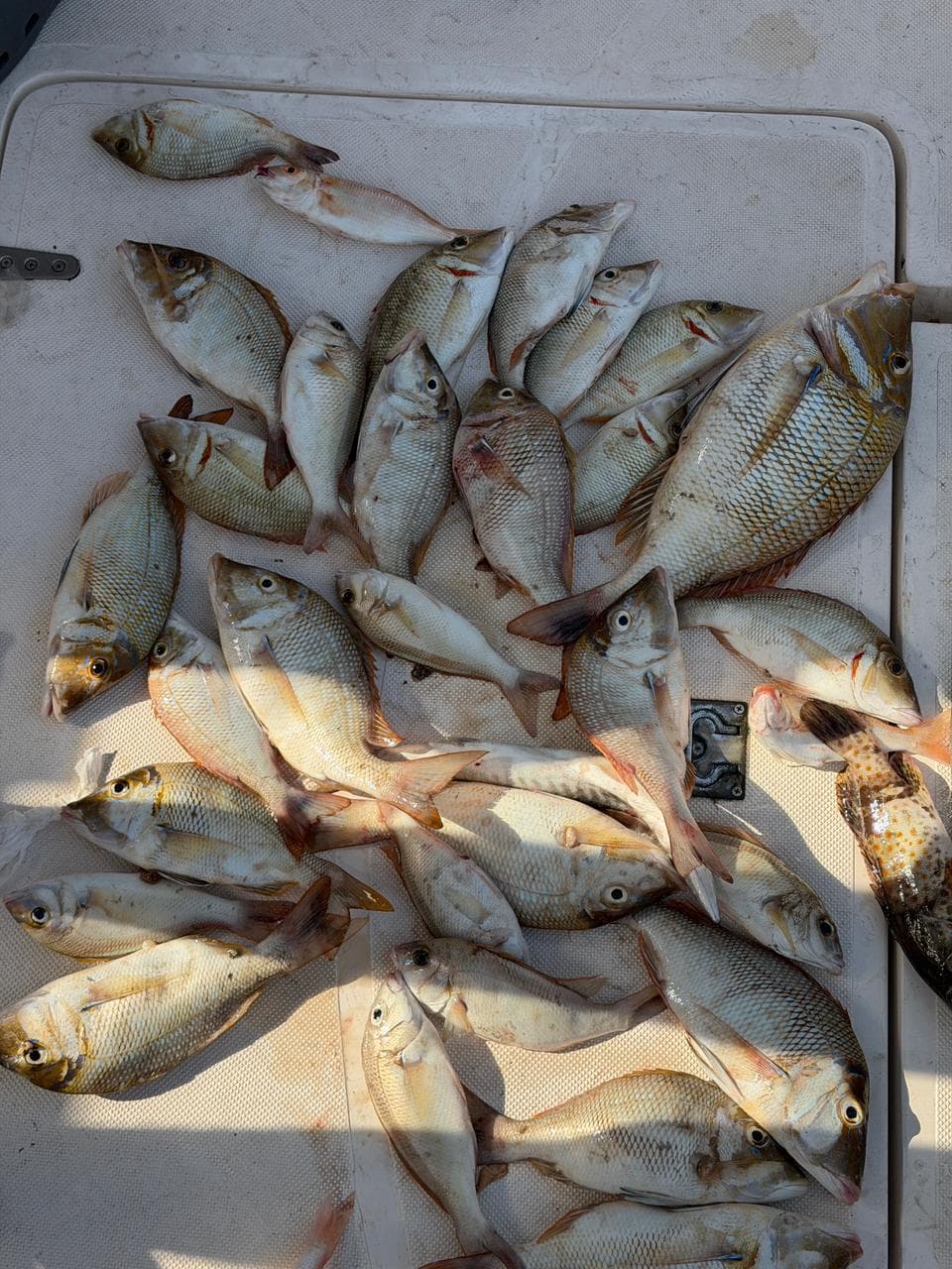 A full catch of snapper and emperor laid out on the deck