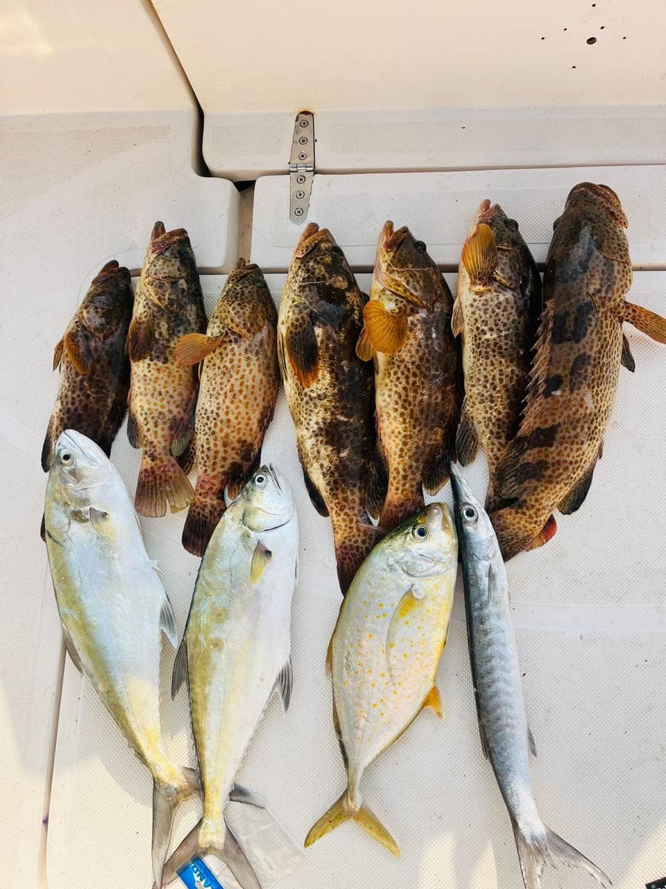 A row of grouper caught on a Dubai Gulf charter