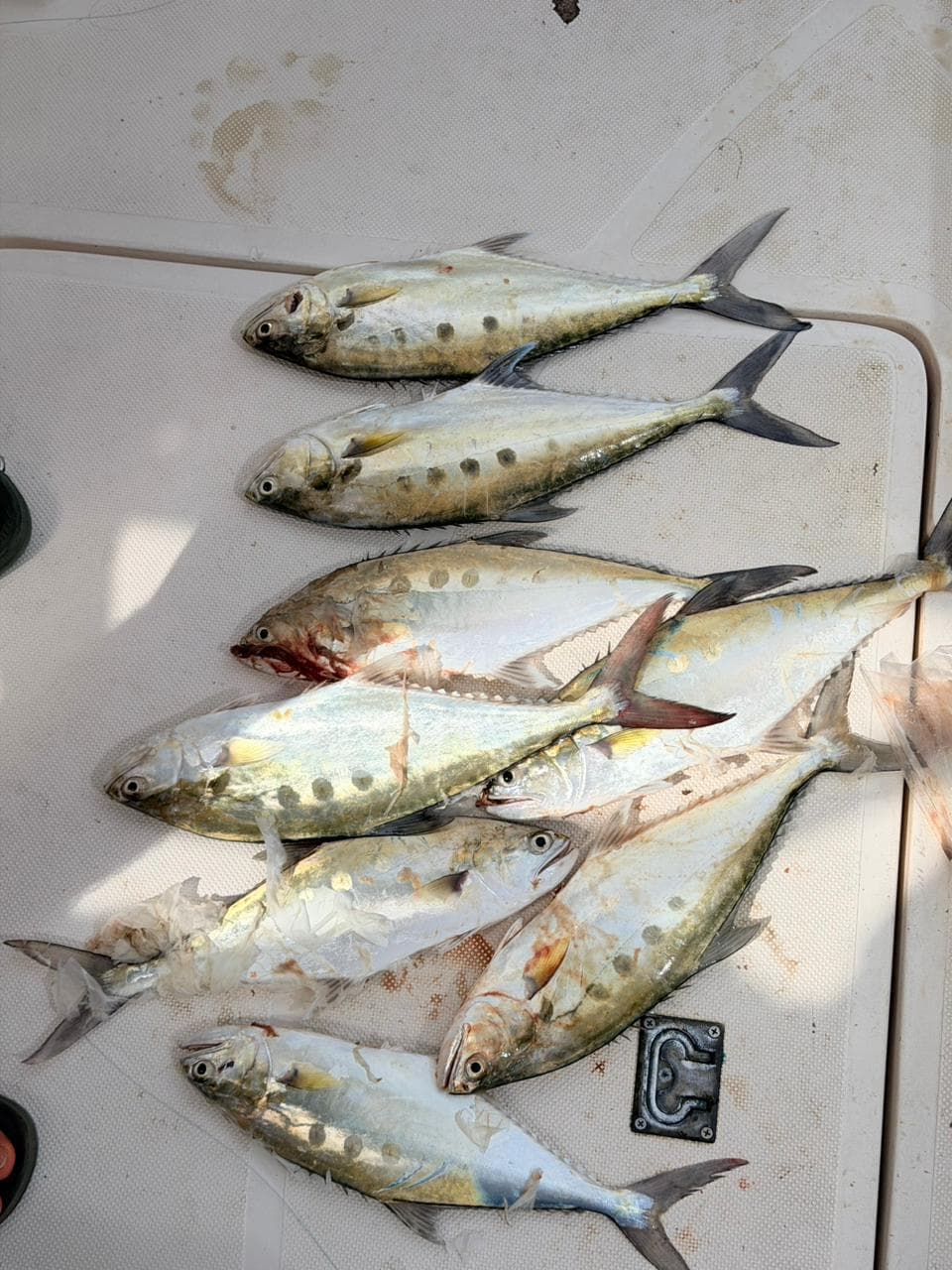 Trevally and jacks laid out after a morning on the Arabian Gulf